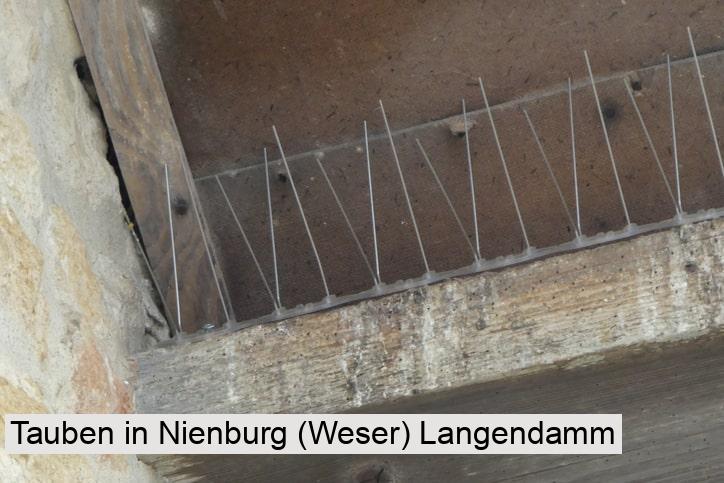 Tauben in Nienburg (Weser) Langendamm